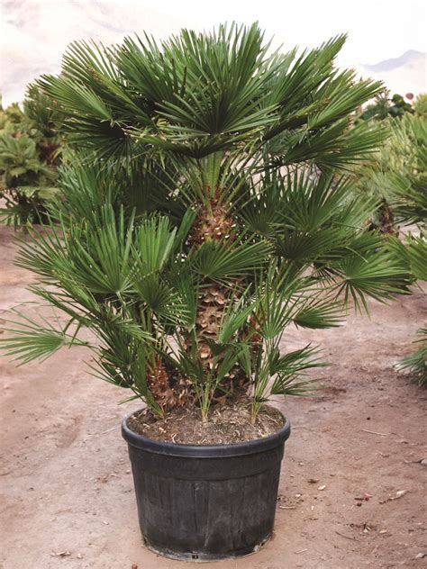 Mapa Stredozemia s vyznačeným pôvodným výskytom Chamaerops humilis