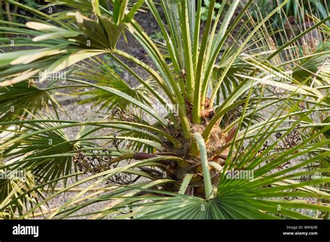 Detail vejárovitého listu Chamaerops humilis s tŕnistými stopkami
