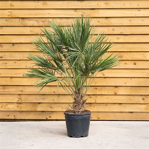 Zazimovaná Chamaerops humilis v kvetináči s ochranou proti mrazu