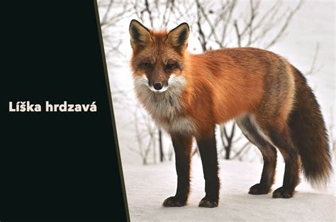 Líška hrdzavá pri love myši