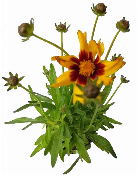 Coreopsis kvety