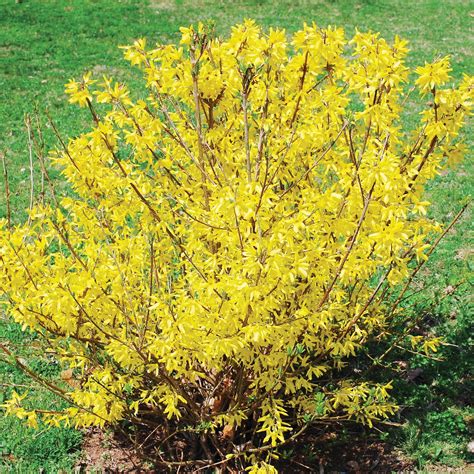 Forsythia v rozkvete