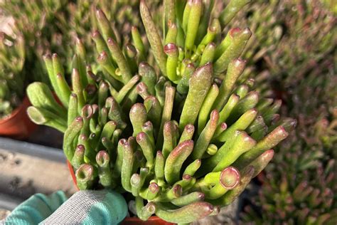 Detailný záber na listy sukulentu Crassula ovata 'Gollum' pripomínajúce Shrekove uši