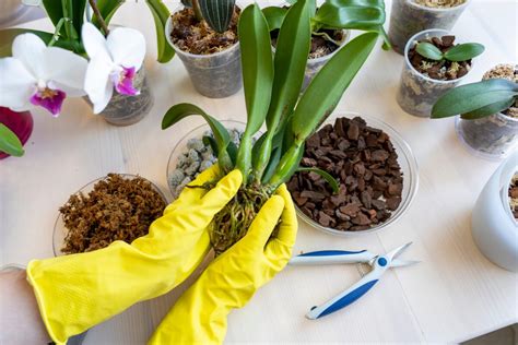 Príznaky potreby presadenia orchideí