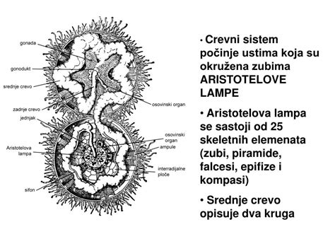 Aristotelova lampa morského ježka
