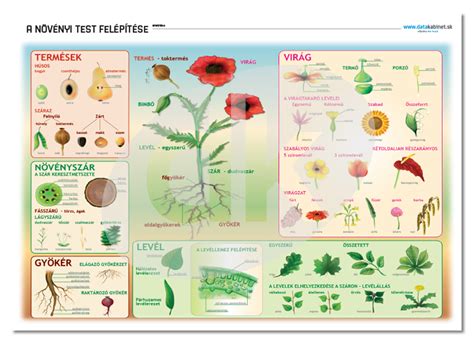 Infografika: Základné podmienky pre pestovanie klinčekov