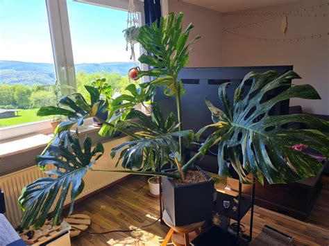 Monstera s opornou tyčou