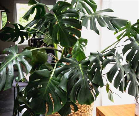 Správne odobratie odrezku monstery