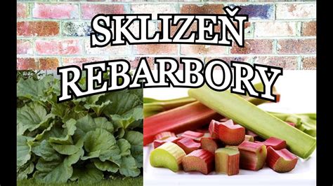 Infografika s kľúčovými informáciami o pestovaní rebarbory