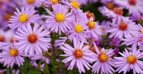 jesenne kvety - astry, chryzantemy