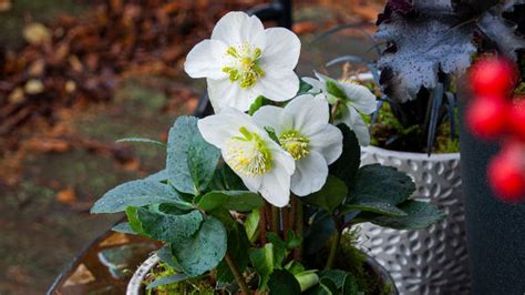zimne kvety - vianocna hviezda, helleborus