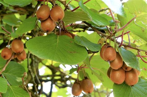 Zrelé plody kiwi na konári