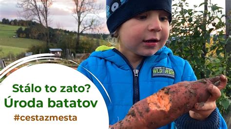 Schematické znázornenie ideálnej pôdy pre pestovanie batátov.
