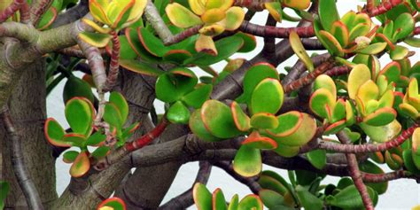 Tučnolist (Crassula)