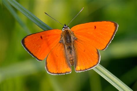 Motýľ ohniváčik na liste štiavu