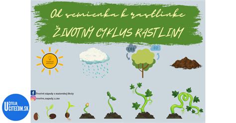 Cyklus rastliny s gametofytom a sporofytom