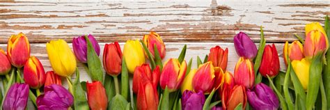 Farebné tulipány