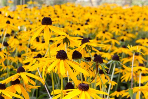 Žlté kvety echinacey