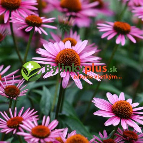 Echinacea v kvetináči