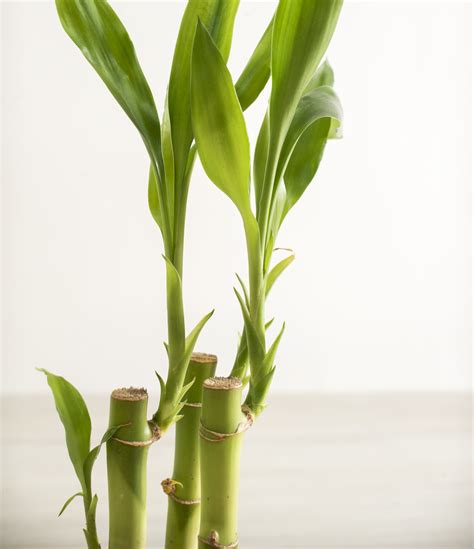 Lucky Bamboo v interiéri