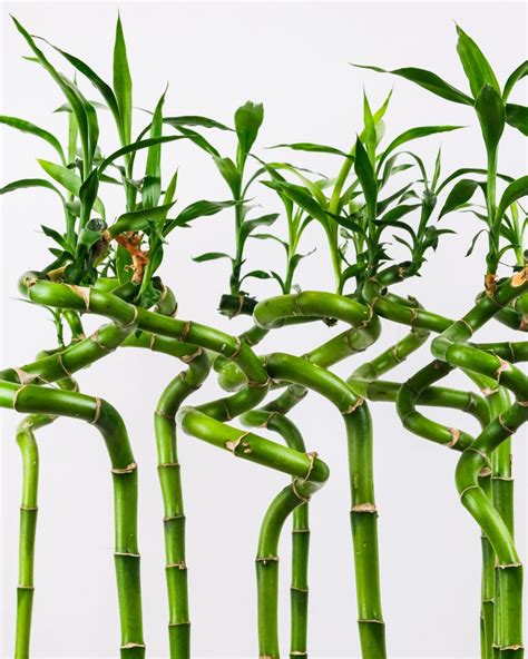 Dracaena sanderiana - Lucky Bamboo