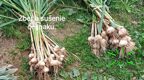 Zber a sušenie koreňa horca