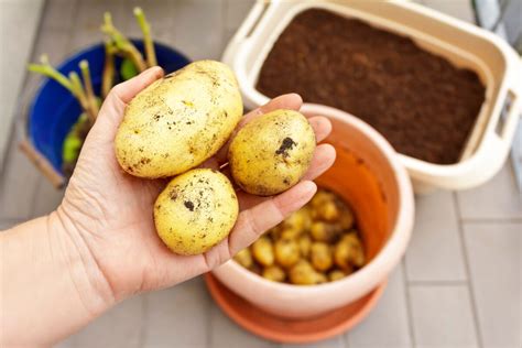Druhý krok pri výsadbe zemiakov v nádobe - položenie sadbových zemiakov na vrstvu pôdy