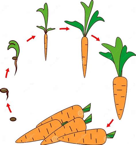 Ilustrácia rastu mrkvy