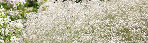 Gypsomilka metlinatá v záhrade