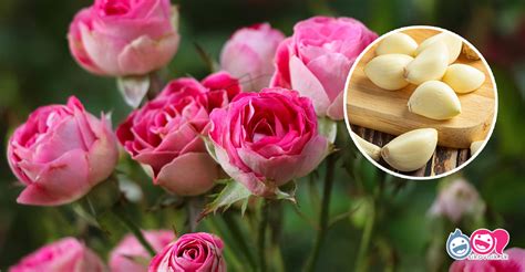 správne vysadená ruža