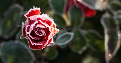 ruže pripravené na zimu