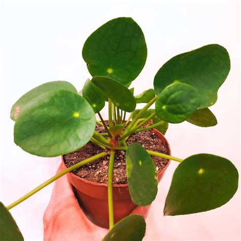 Pilea peperomioides v kvetináči