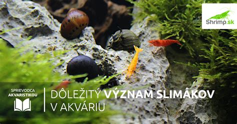 Schéma regulácie populácie slimákov v akváriu