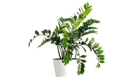 Zamiokulkas rastlina