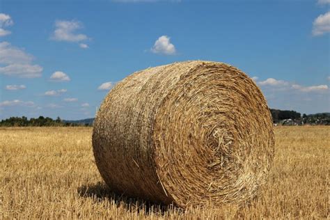 Balík sena pre lamy v Minecrafte