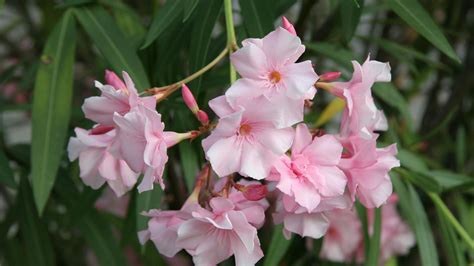 Kvitnúci oleander v stredomorskej záhrade