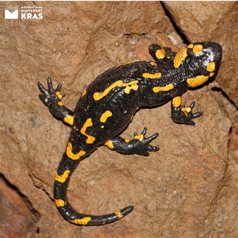 Salamandra škvrnitá s charakteristickým sfarbením