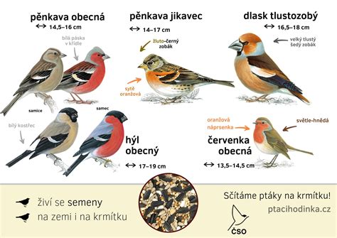 Detail červienky obyčajnej s červenou náprsenkou