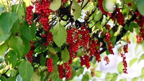 Zrelé plody Schizandry čínskej v strapcoch