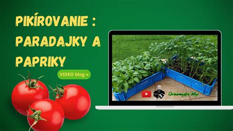 Pikírovanie sadeníc rajčiakov