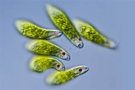 Euglena zelená s vyznačenými organelami