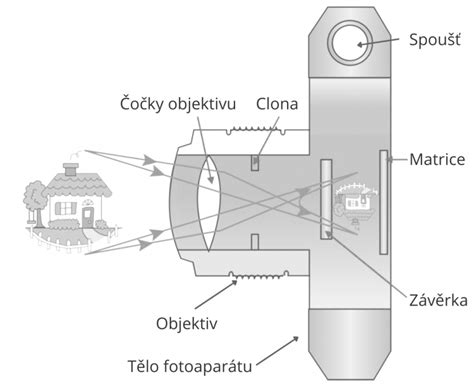 Infografika: Ako funguje identifikácia rastlín cez aplikáciu (fotoaparát, analýza, výsledok)