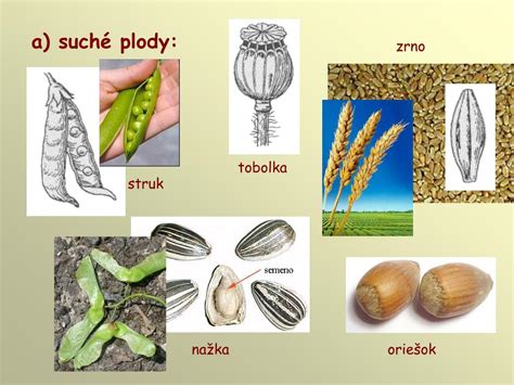 Plody záružlia močiarneho - mechúriky