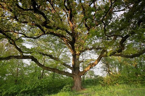 Strom s vejárovitými listami ginkga