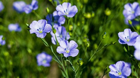 Ľan siaty (Linum usitatissimum) - kvet a rastlina