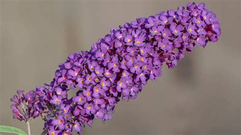 Buddleja davidii s ružovými kvetmi a motýľmi