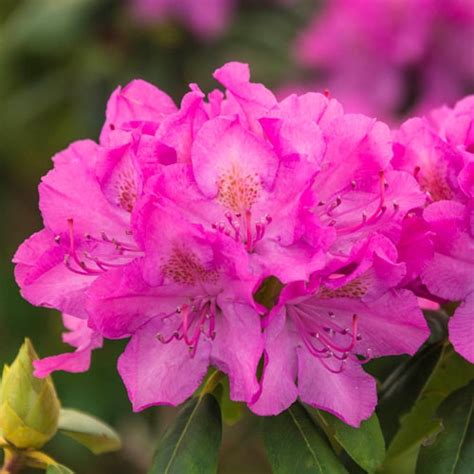 Rododendrón s ružovými kvetmi