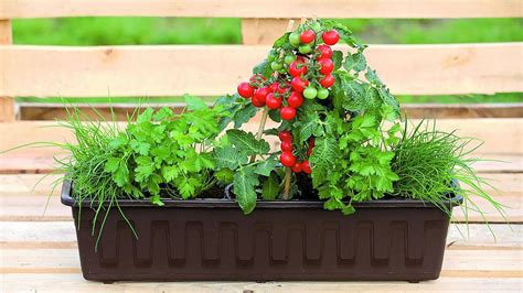 Balkón s pestovanou zeleninou a bylinkami