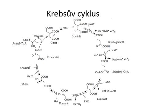 schéma pohlavného cyklu morčiat a priebeh gravidity