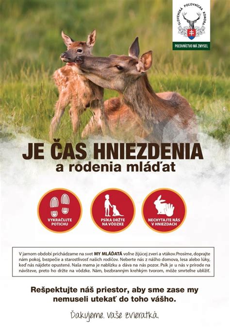 ukážka správania sa samca a samice počas dvorenia